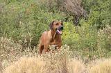RODESIAN RIDGEBACK 257